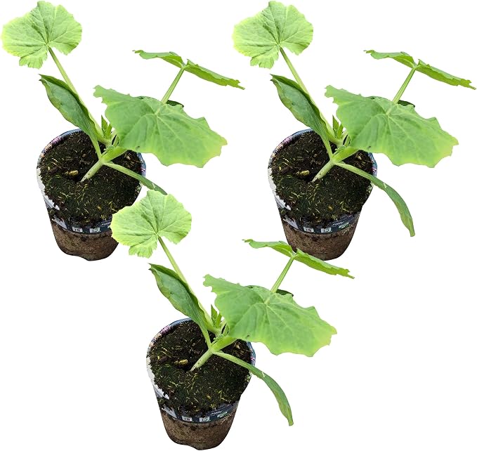 Zucchini