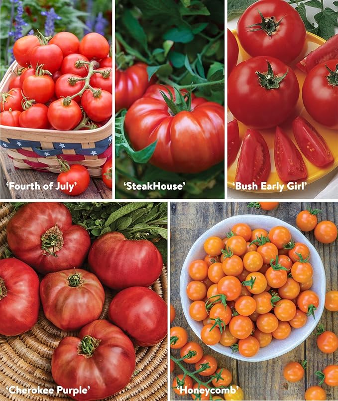 Best 10 Tomato Collection