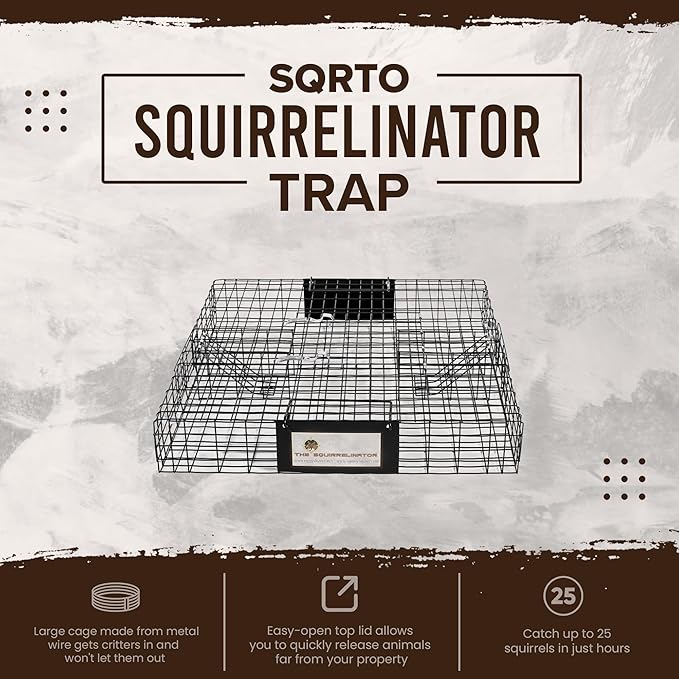 Squirrel