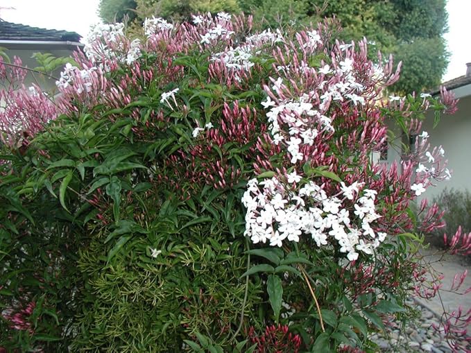 pink-jasmine