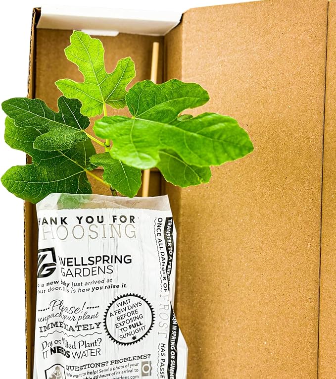 Dente Venus Fly Trap