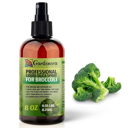 BROCCOLI Plants