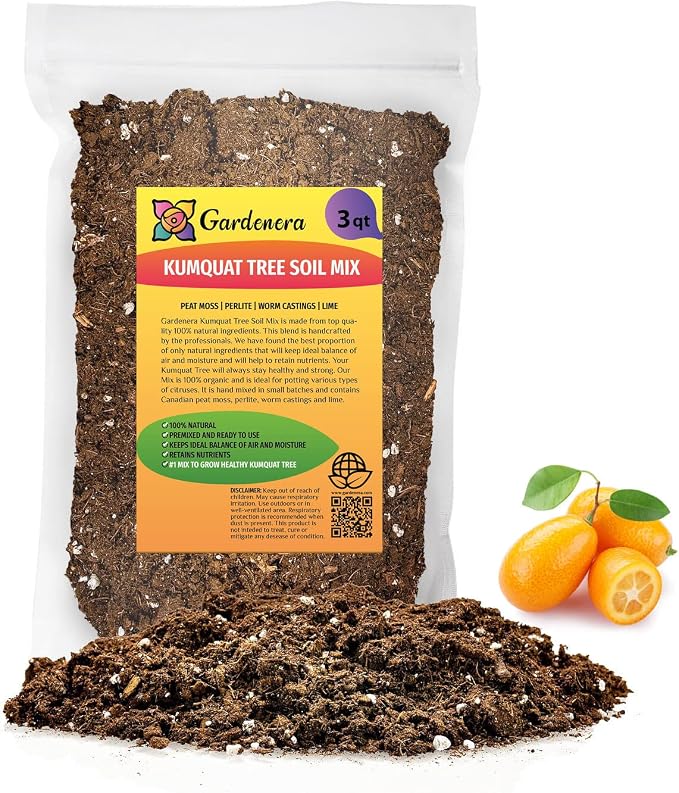 KUMQUAT TREE