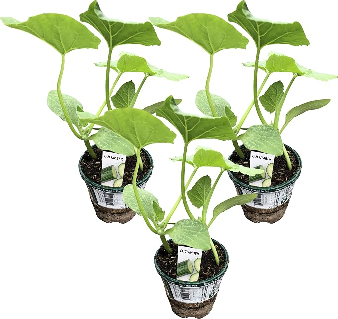 Cucumber