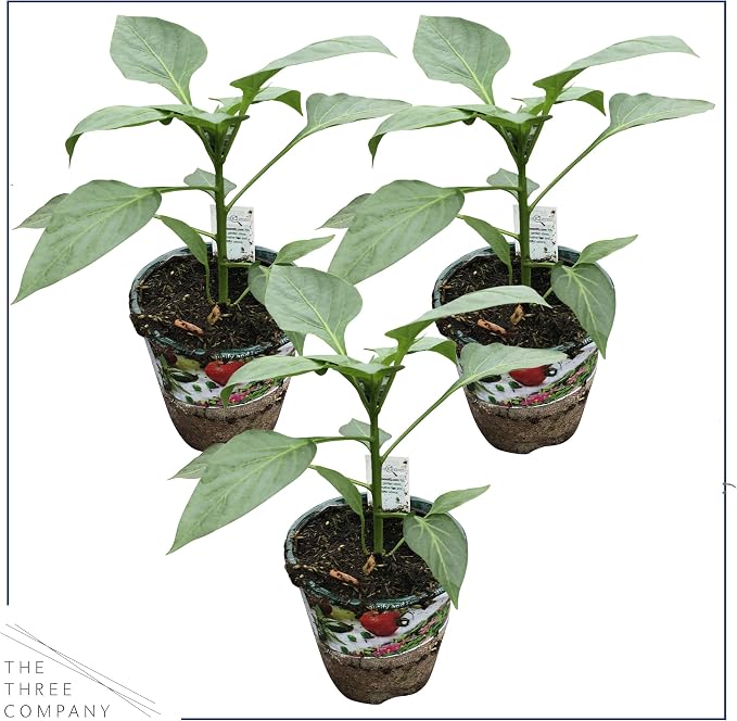 Bell Pepper