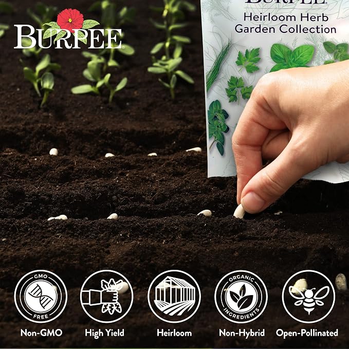 Best 16 Heirloom Herb Seeds