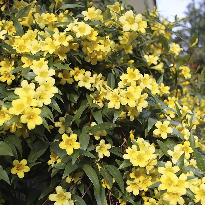 carolina-jasmine