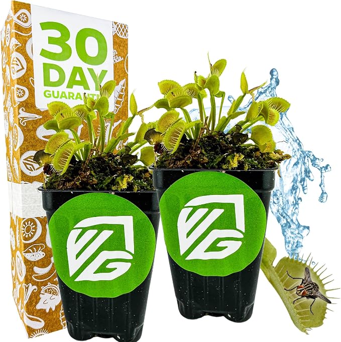 King Henry Venus Fly Trap