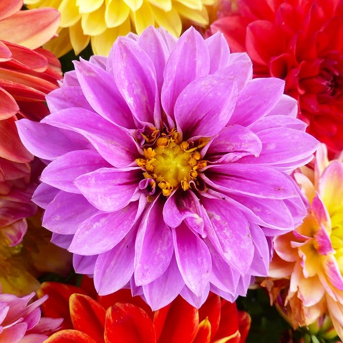 Dahlia Unwin's Dwarf Mixed Colors Seed Multipack - 7 Pack