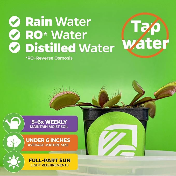 Venus Fly Trap Bundle