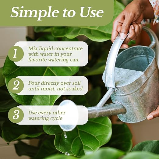 Fiddle Leaf Fig