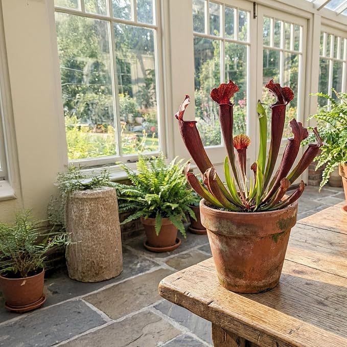 Purple Pitcher Plant