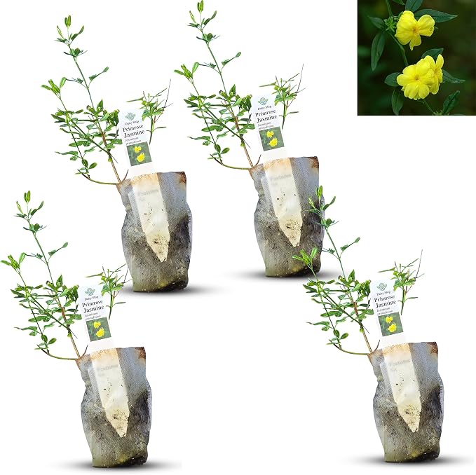 primrose-jasmine
