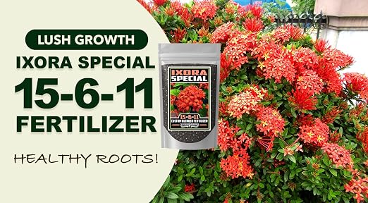 Ixora Special
