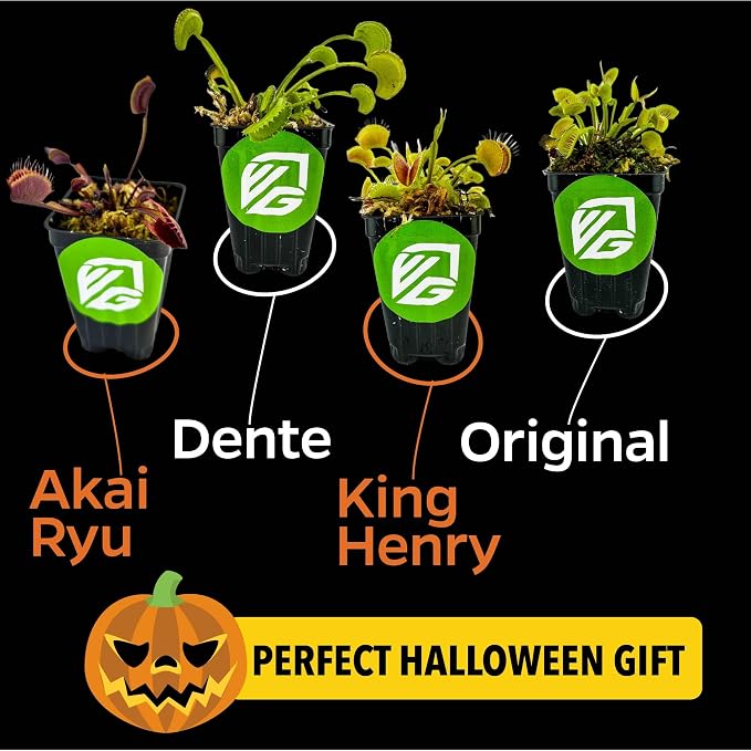 Venus Fly Trap Bundle