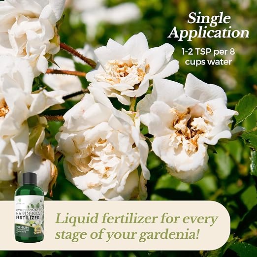Gardenia