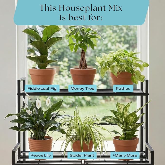 Houseplant
