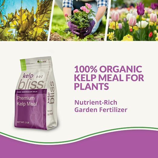 Kelp Bliss (2lbs)