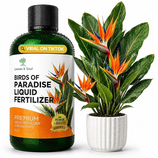 Bird of Paradise