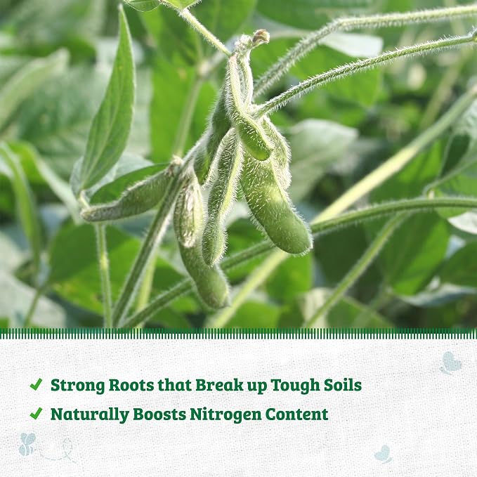 Soybean