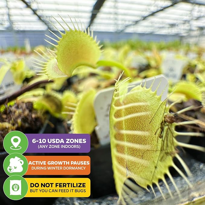 King Henry Venus Fly Trap