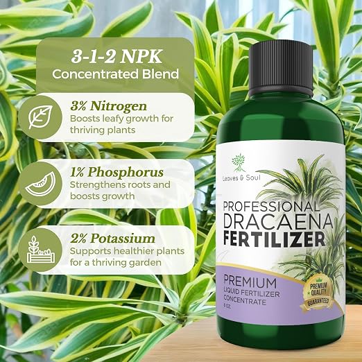 Dracaena