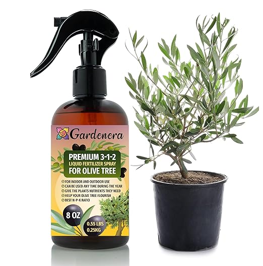 OLIVE TREE