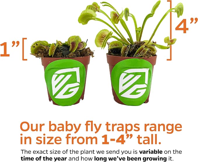 King Henry Venus Fly Trap