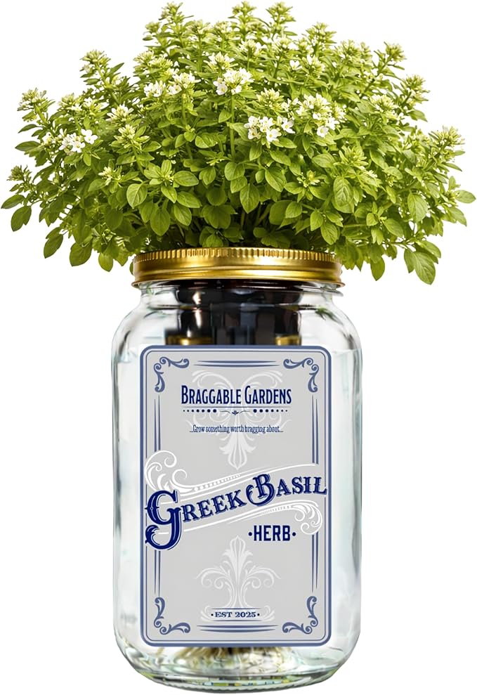 Greek Basil