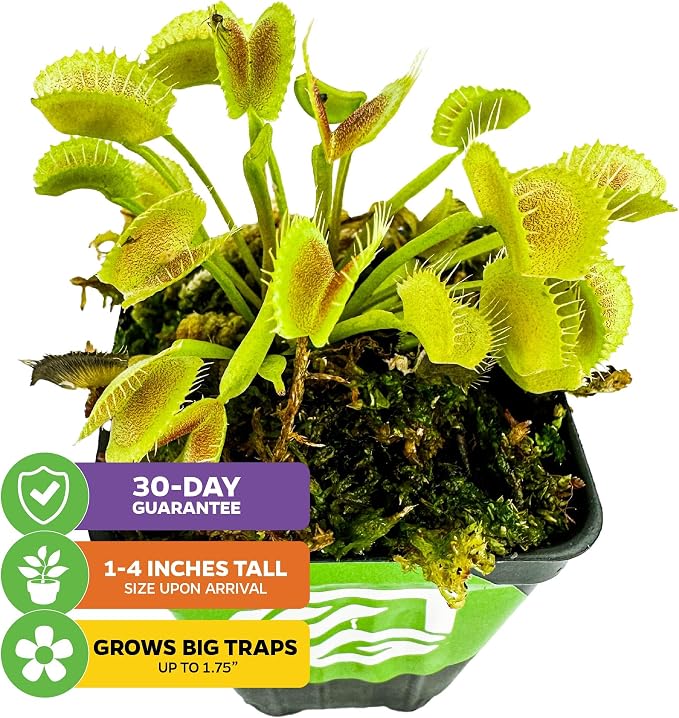King Henry Venus Fly Trap