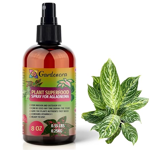 AGLAONEMA Plants Superfood