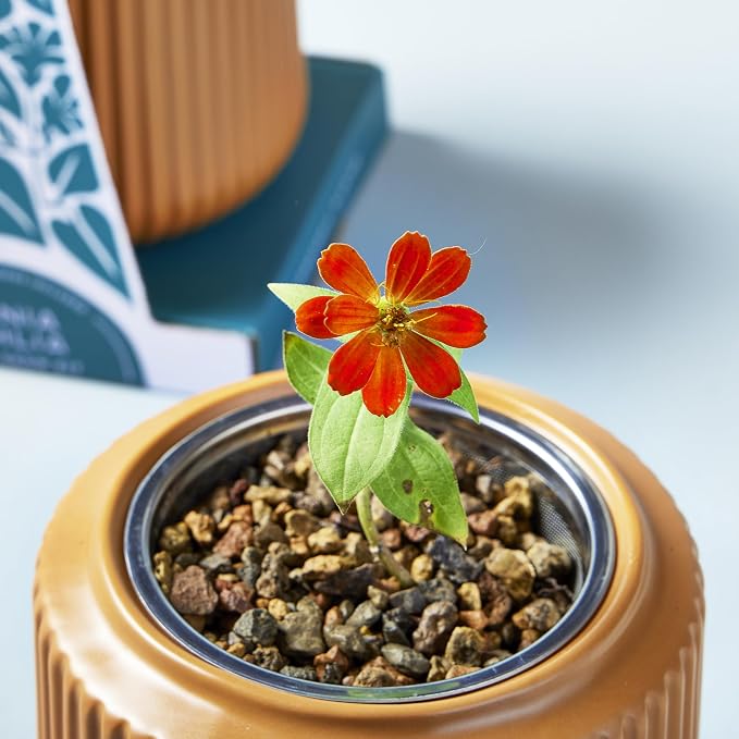 Zinnia Dahlia