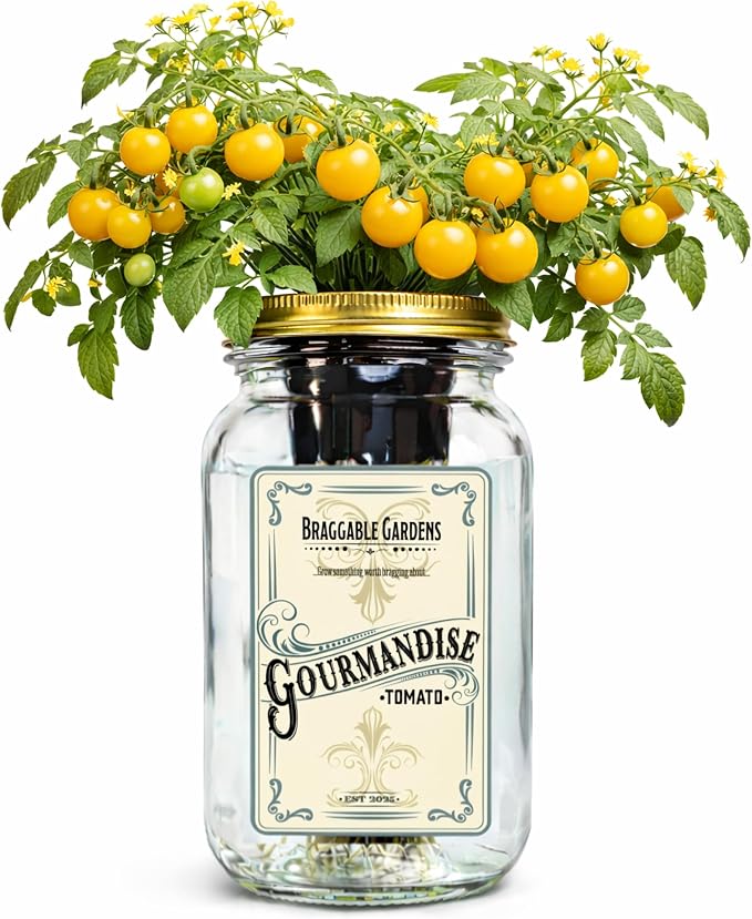 Gourmandise Cherry Tomato