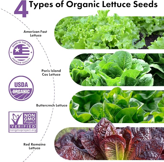 Lettuce