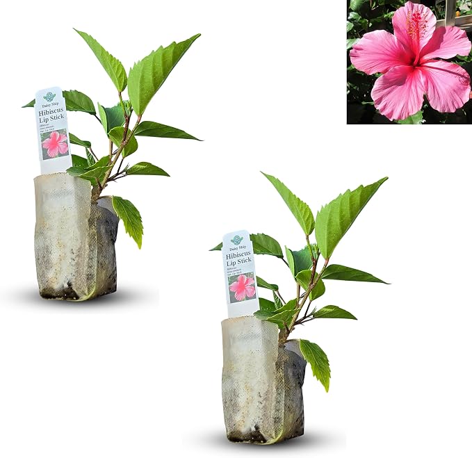 hibiscus-pink
