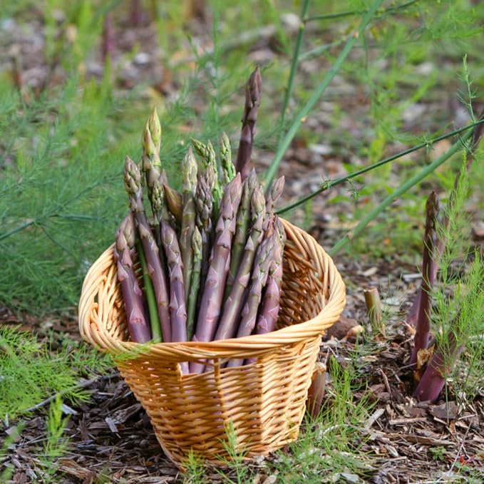 Purple Asparagus