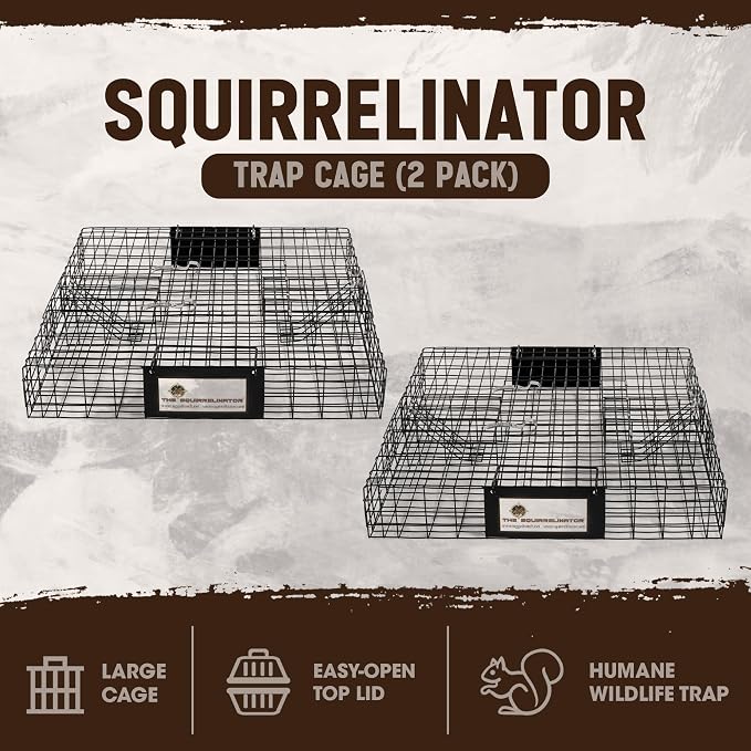 Squirrel
