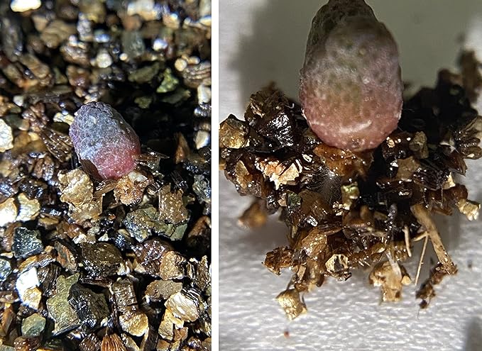 Regular Vermiculite