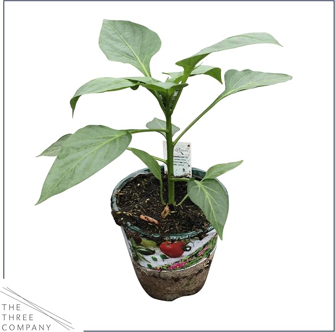 Bell Pepper