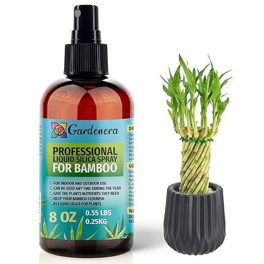 BAMBOO Plants