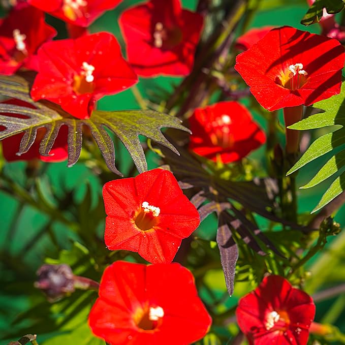 Cardinal Climber Vine Seed Multipack - 7 Pack