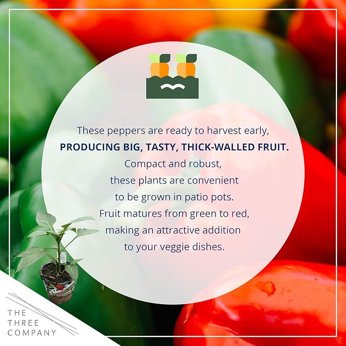 Bell Pepper
