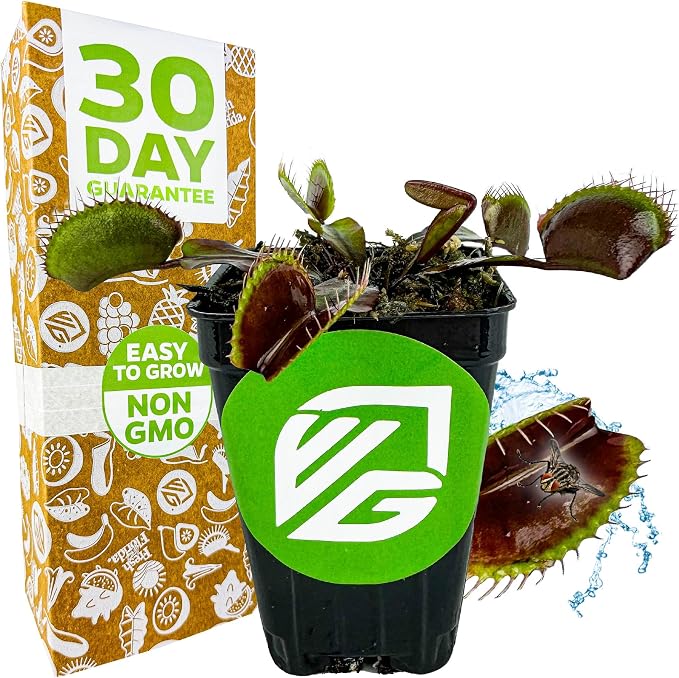 Akai Ryu Venus Fly Trap