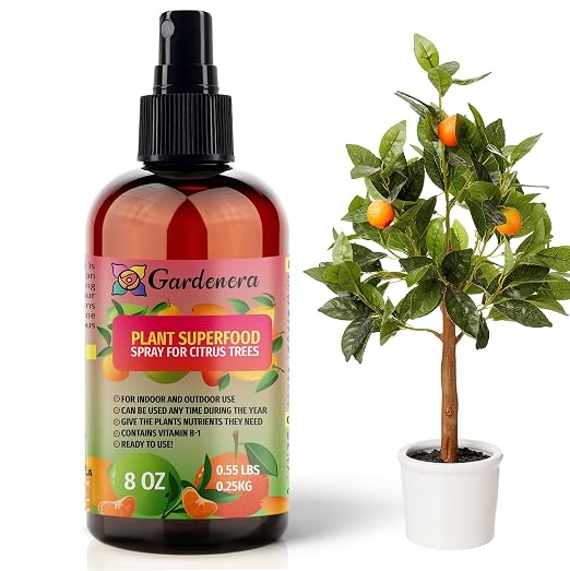 CITRUS TREE Plant Superfood