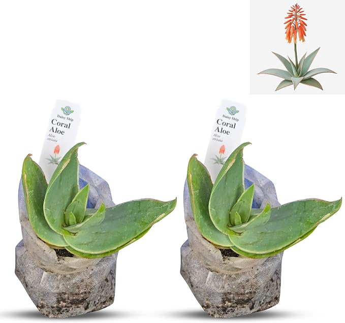 aloe-coral