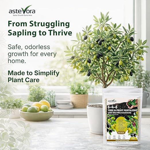 Olive Tree Fertilizer