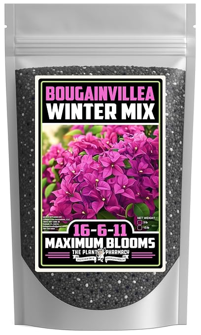 Bougainvillea Winter Mix
