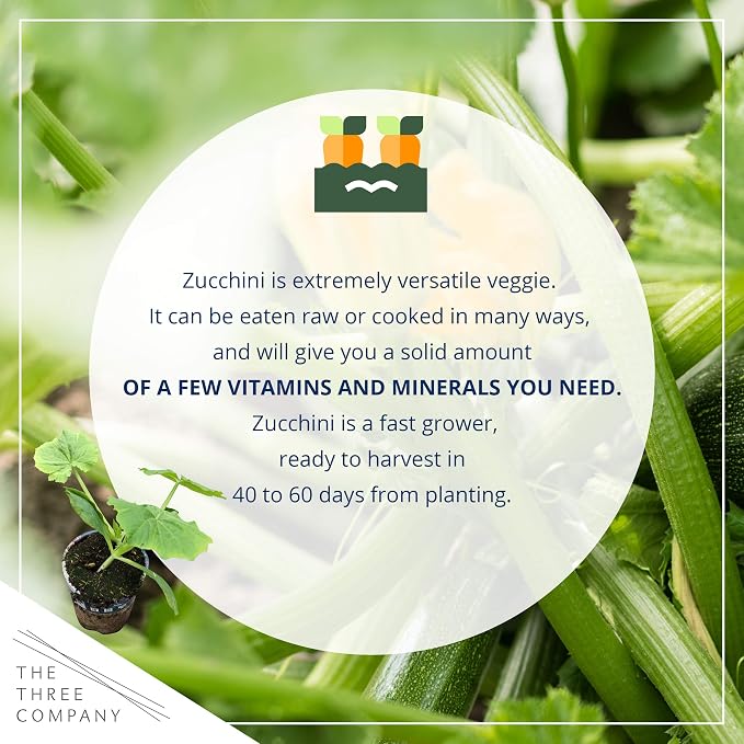 Zucchini