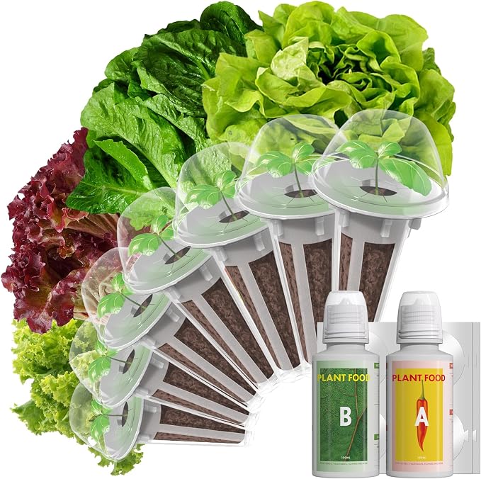Lettuce