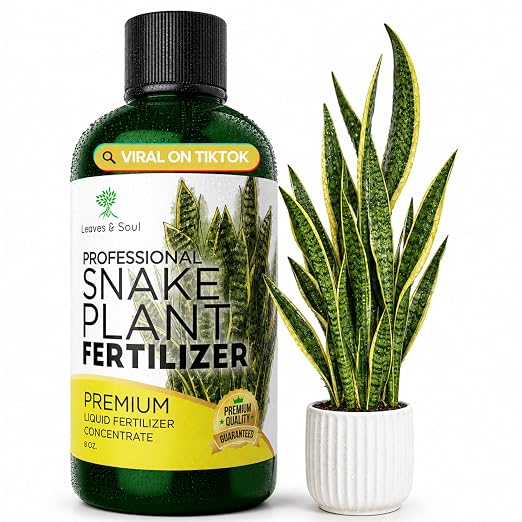 Snake Plant